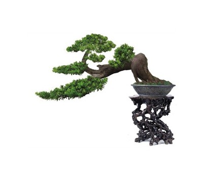 方寸之間的田野 區域農產品與盆景藝術的融合之道